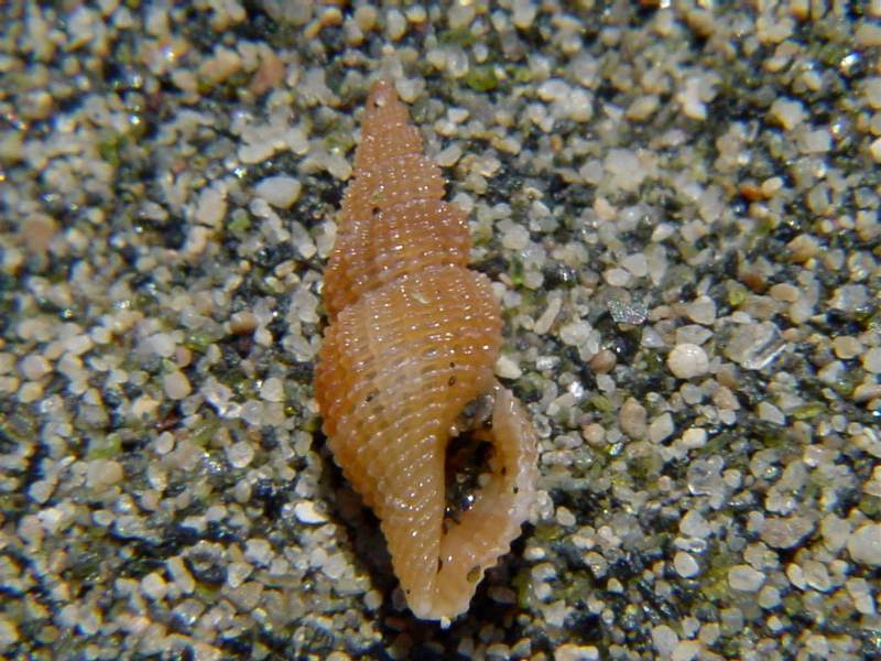 Turridae da classificare: Raphitoma?